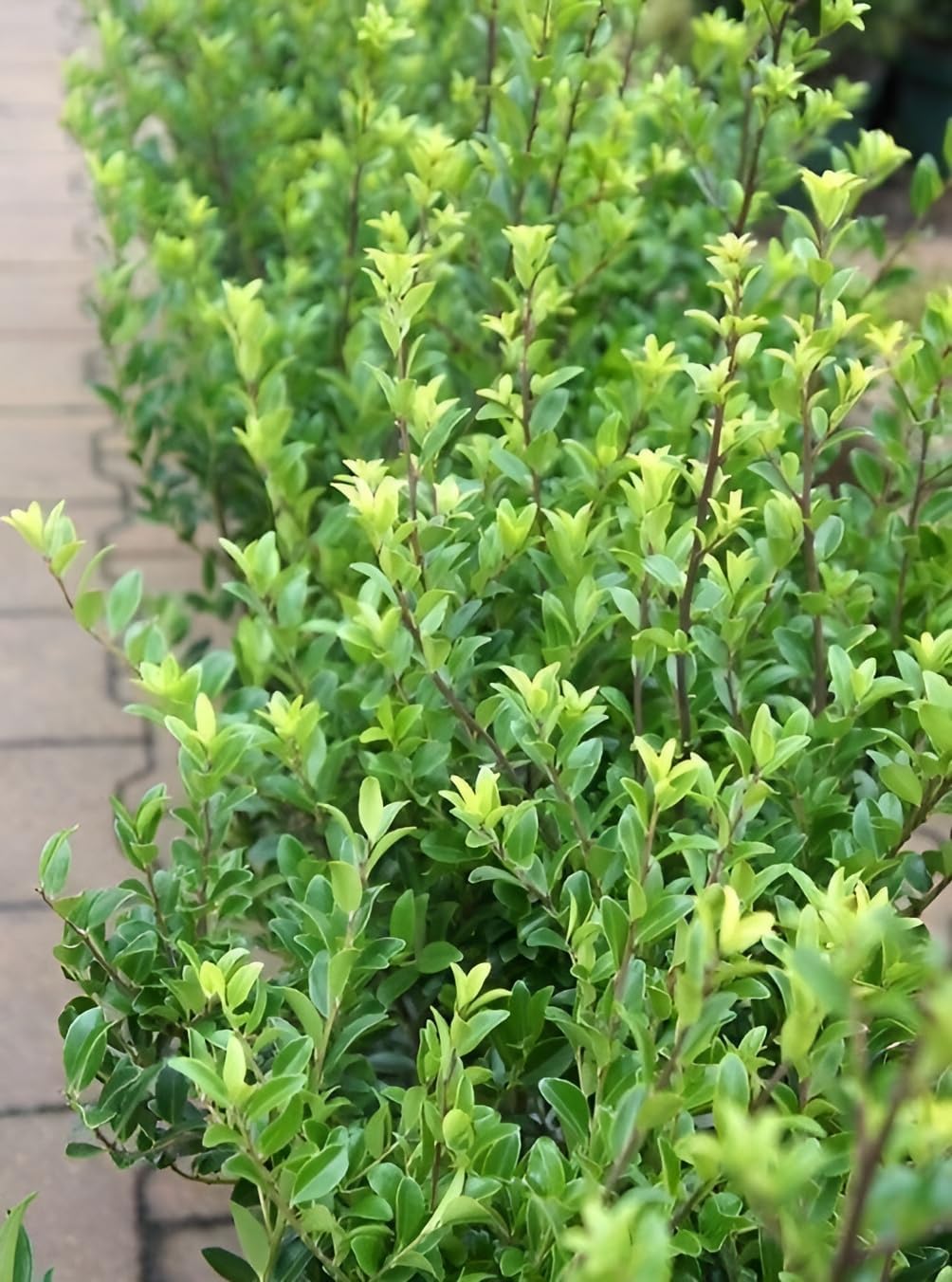 Ilex maximowicziana var. 'Kanehirae' / Japanischer Ilex