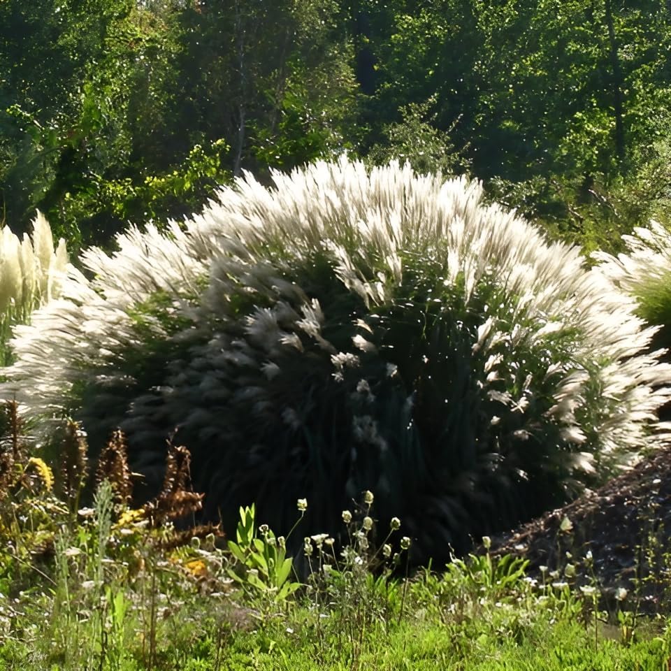 Miscanthus sinensis 'Yaku Jima' / Chinaschilf