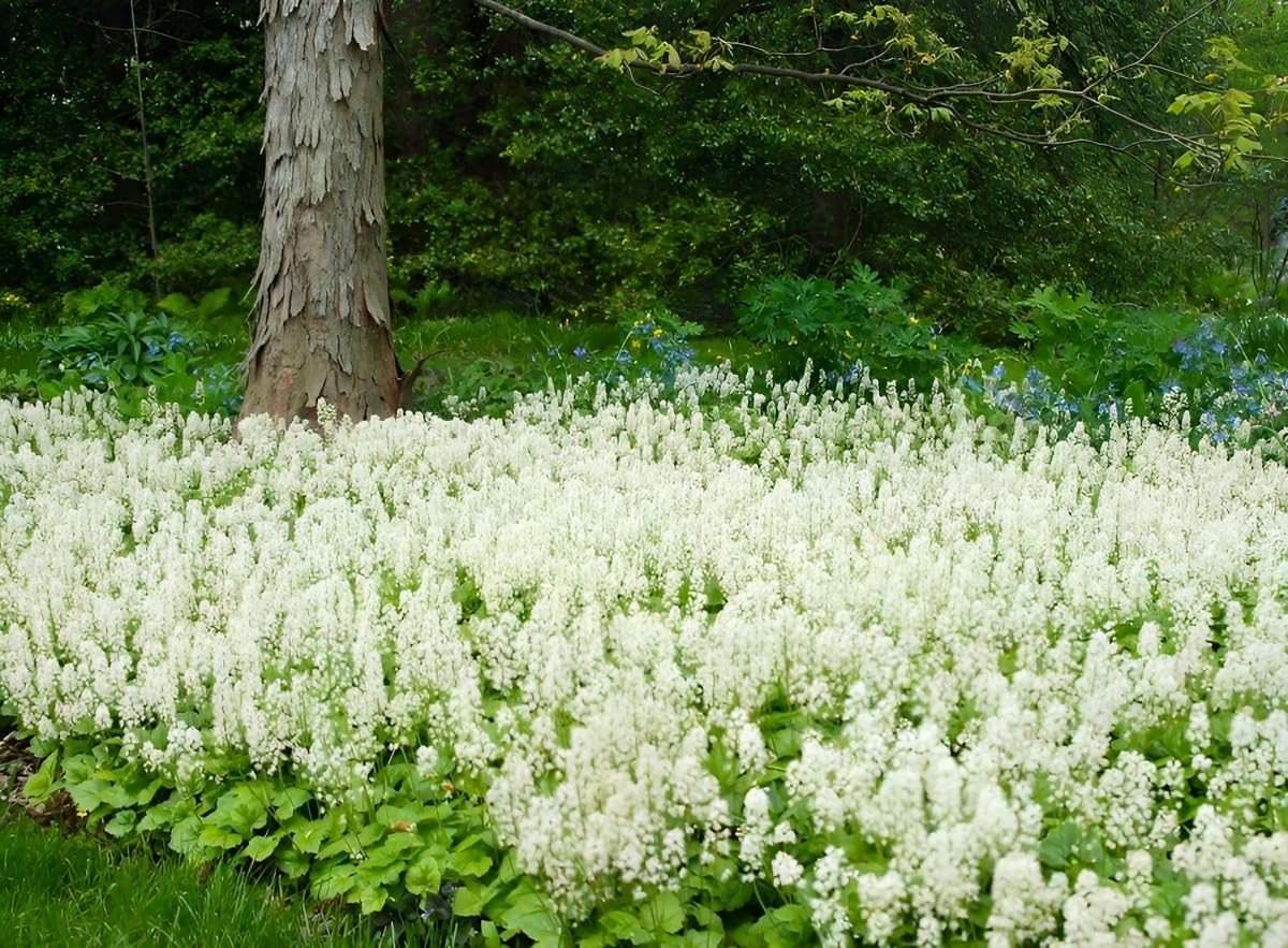 Tiarella cordifolia / Schaumblüte