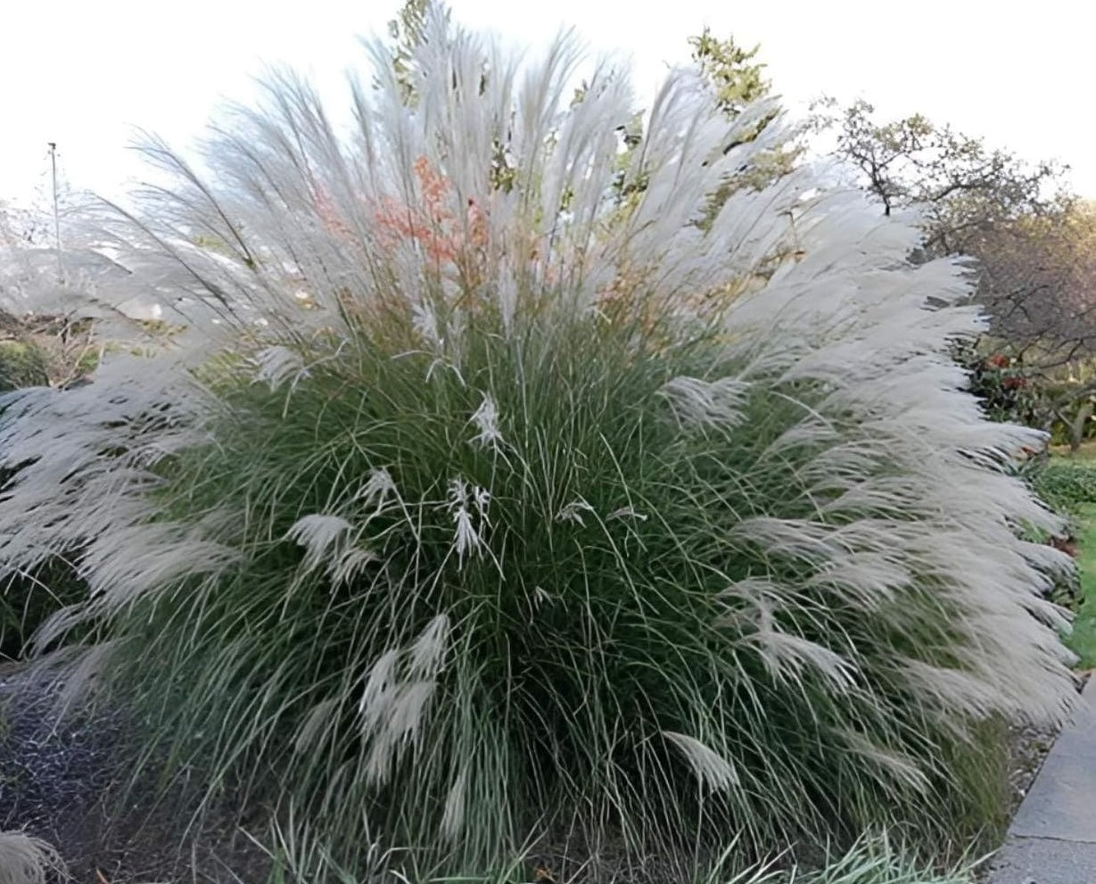 Miscanthus sinensis 'Yaku Jima' / Chinaschilf