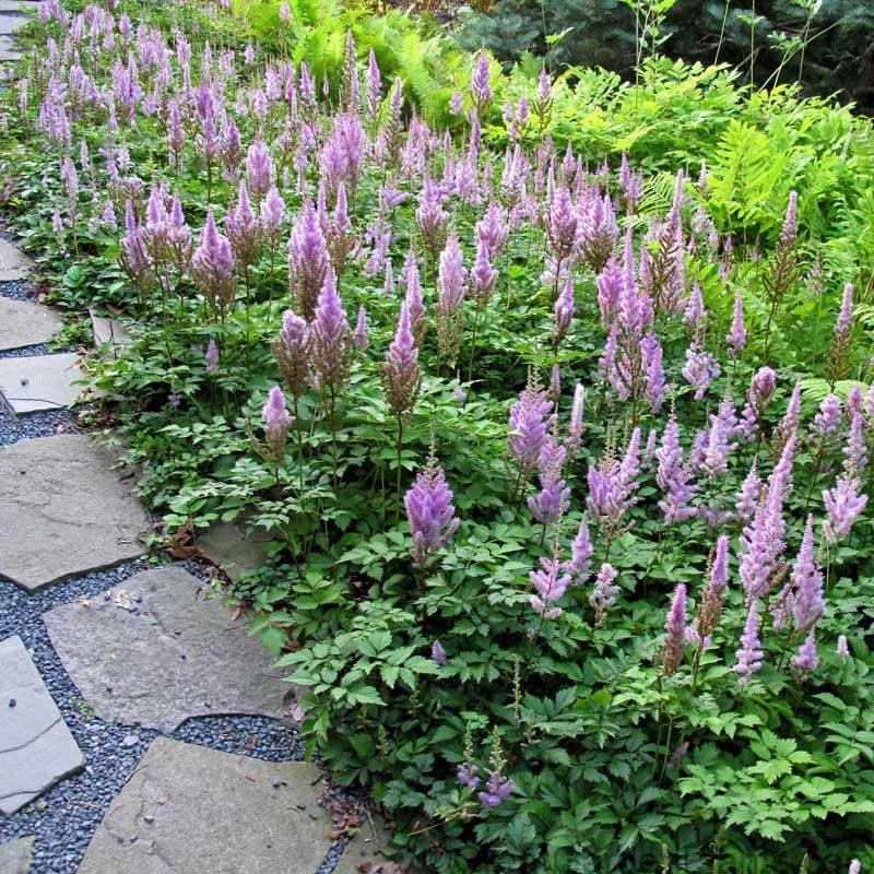 Astilbe chinensis pumila / Zwerg Prachtspiere