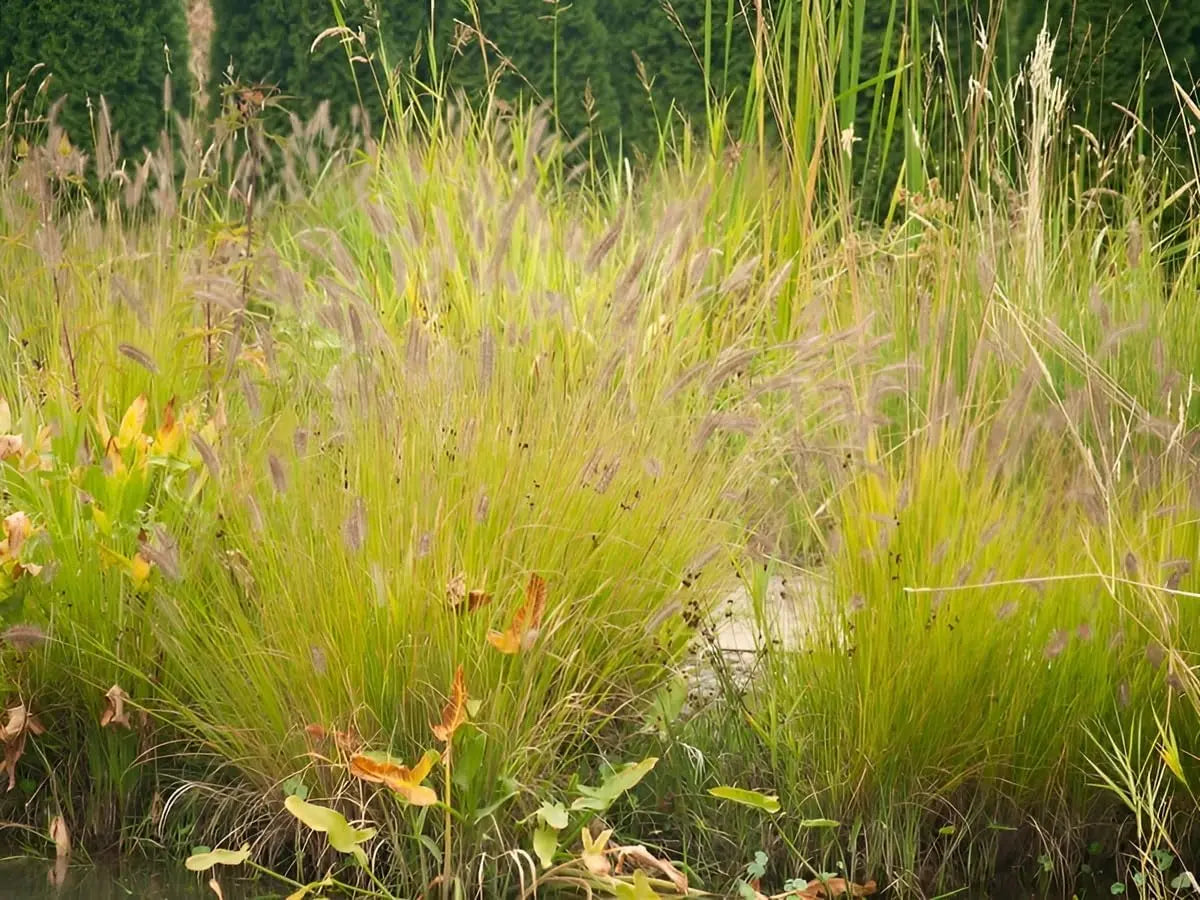Gelbes Lampenputzergras Pennisetum alopecuroides 'Hameln Gold' als Ziergras, mit langen, goldgelben Halmen und grünen Blättern.
