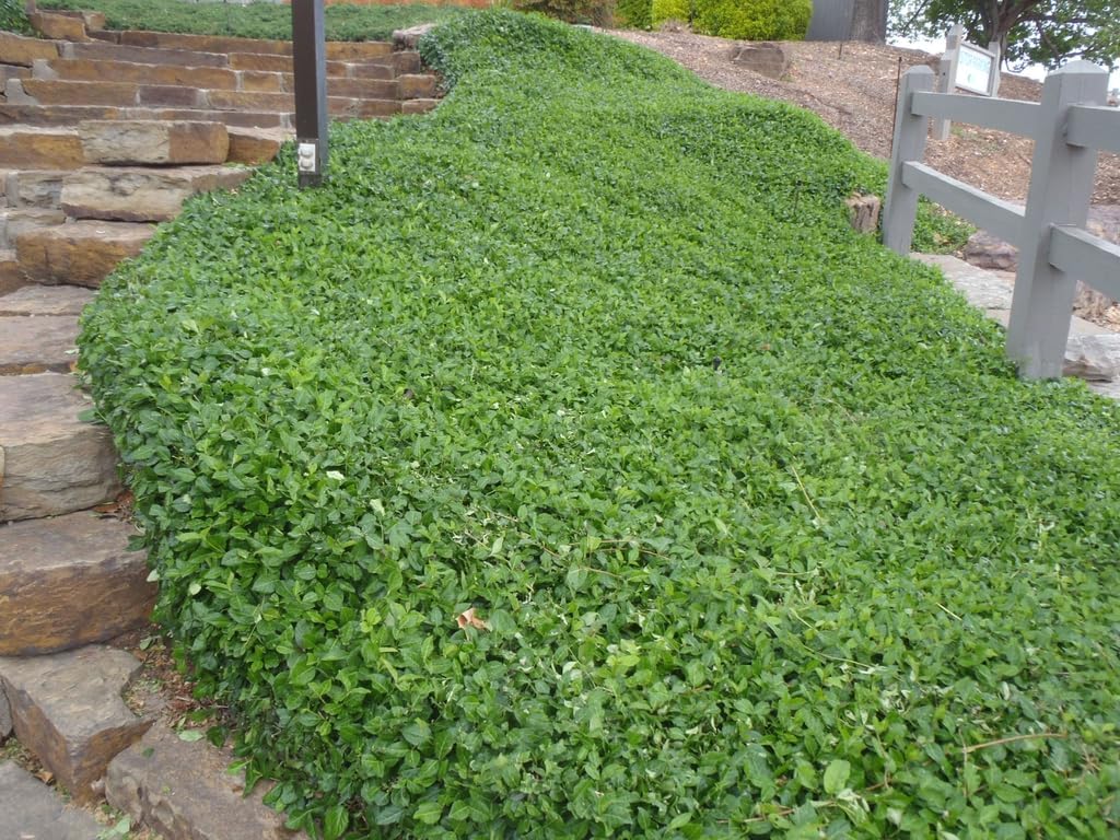 Euonymus fortunei 'Coloratus' / Purpur-Kriechspindel