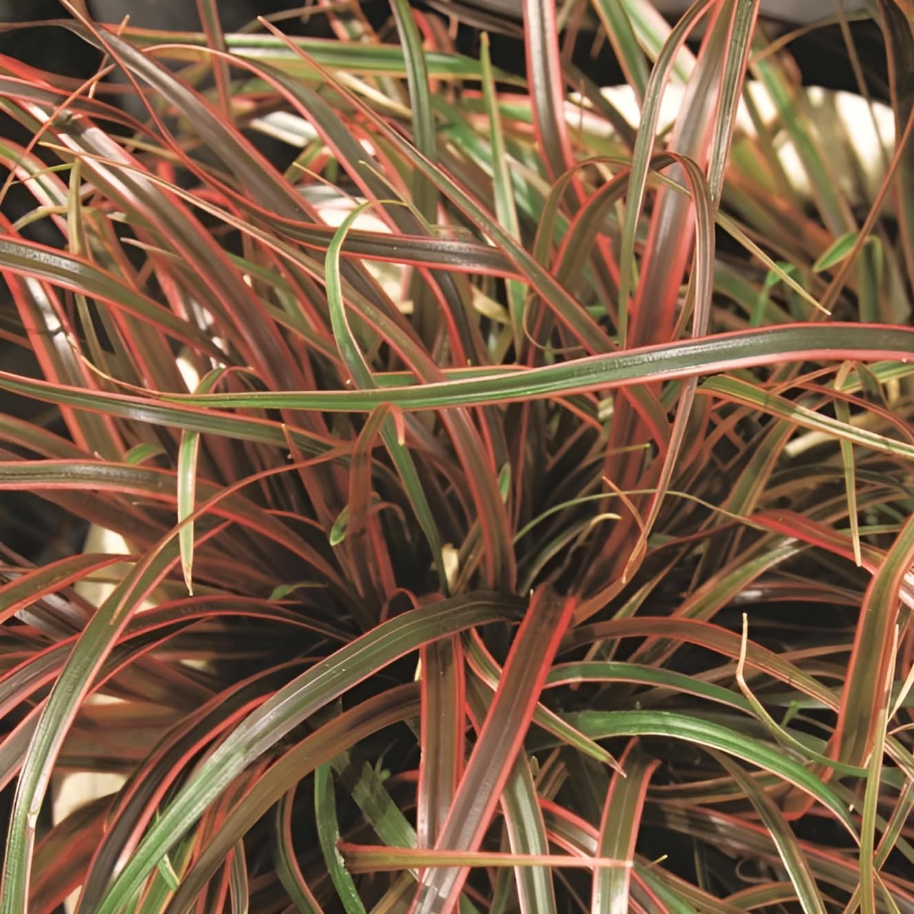 Uncinia rubra 'Everflame' / Mahagoni Gras