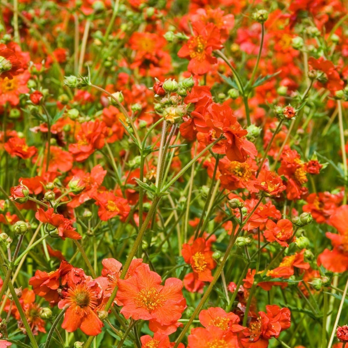 Geum chiloense 'Mrs Bradshaw' / Roter Chilenische Nelkenwurz