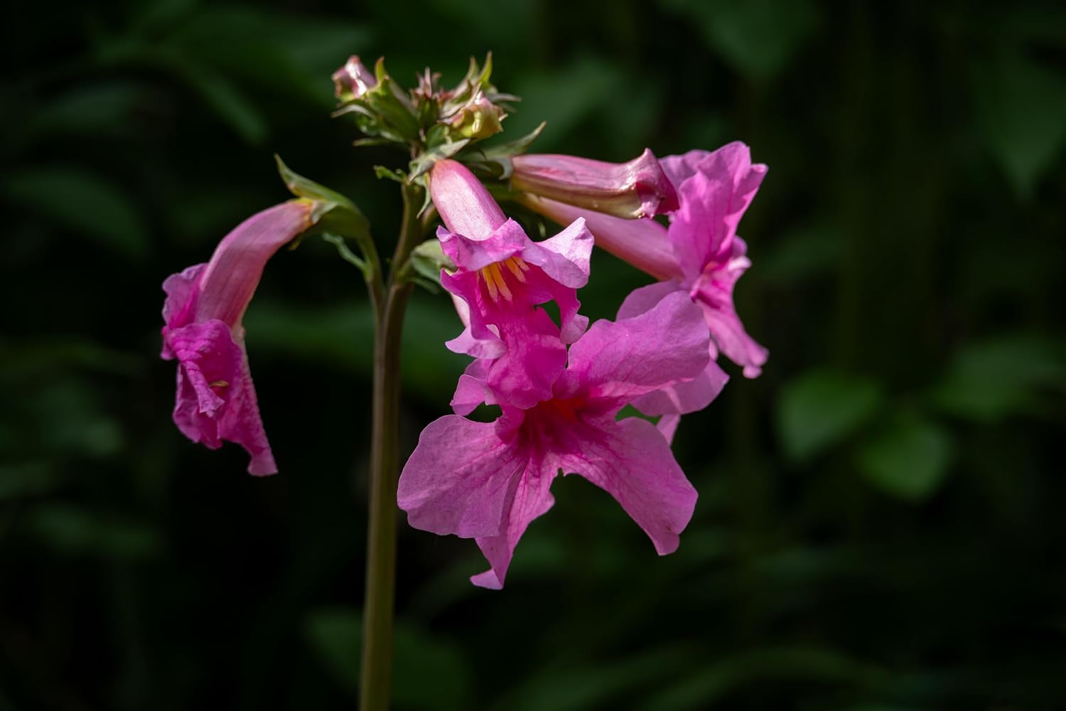 Incarvillea delavayi / Freilandgloxinie