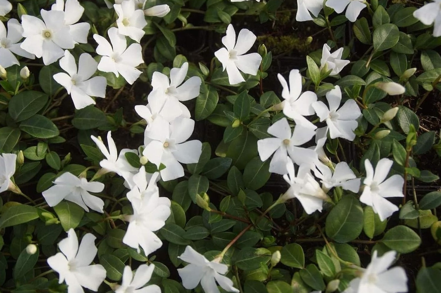 Vinca minor 'Alba' / Kleines Immergrün