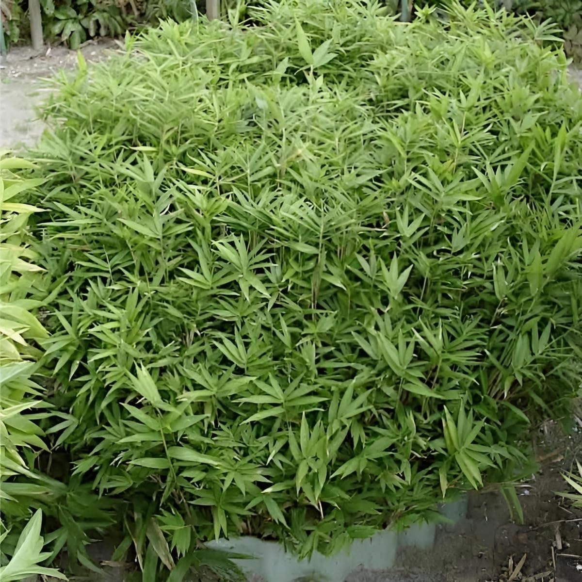 Pleioblastus pygmaeus 'Distichus' / Zwerg-Bambus