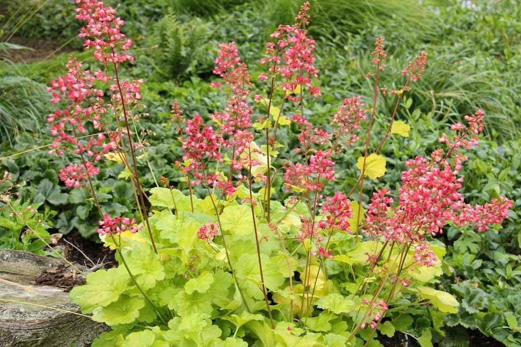 Heuchera Hybride 'Sweet Tart' / Purpurglöckchen