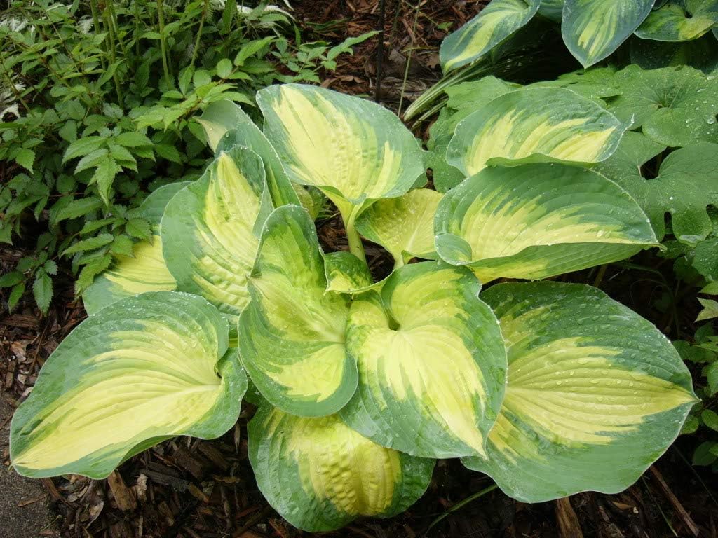 Hosta sieboldiana 'Great Expectation' / Funkie