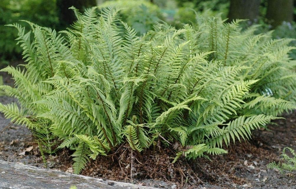 3 x Farn Kollektion / SELTENHEIT