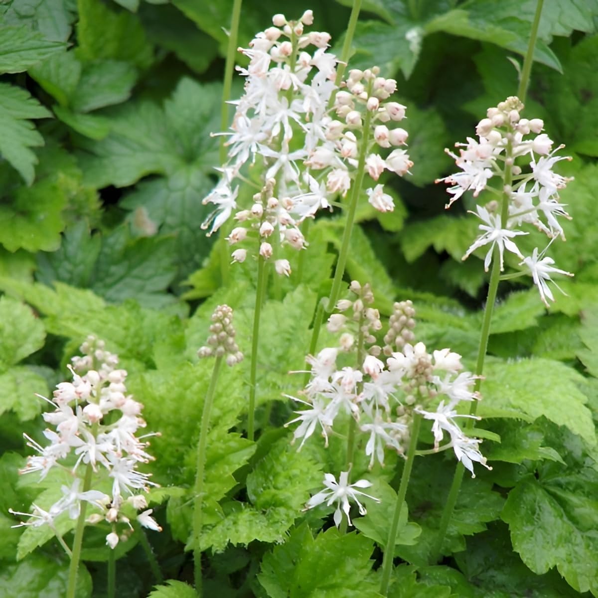 Tiarella cordifolia / Schaumblüte