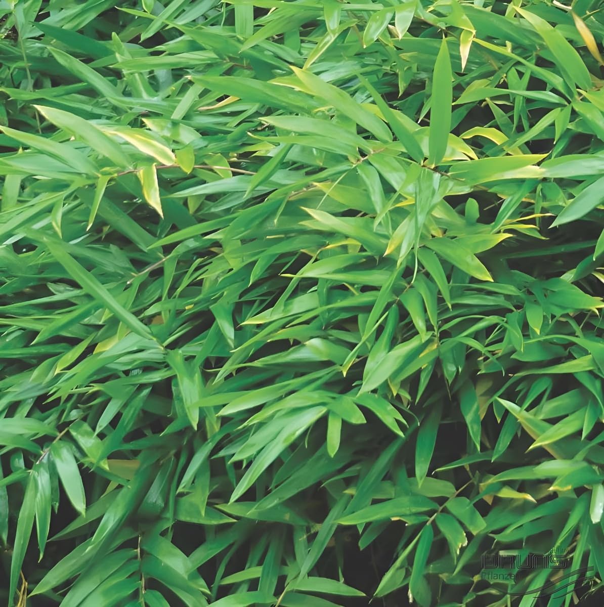 Pleioblastus pumilus / Zwerg-Bambus