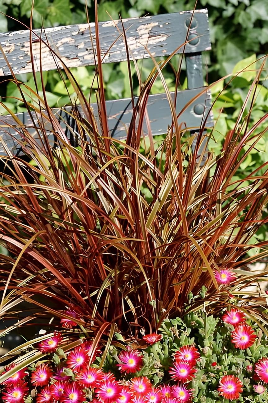 Uncinia rubra 'Everflame' / Mahagoni Gras