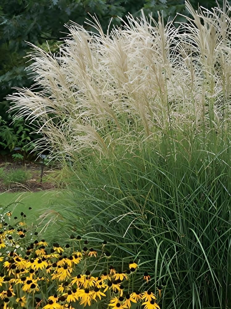Miscanthus sinensis 'Graziella' / Chinaschilf