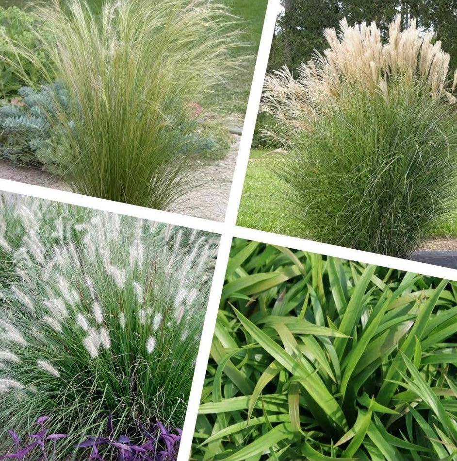 4 x Ziergras Kollektion - Vier Gräser, unendliche Gestaltungsmöglichkeiten