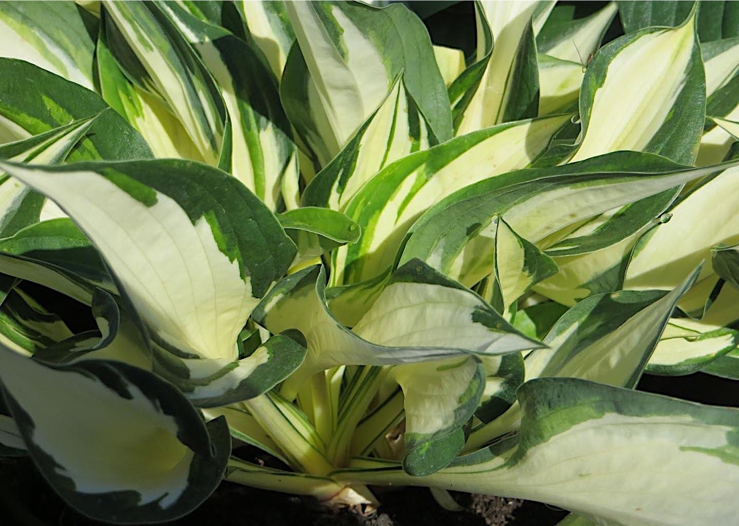 Hosta x fortunei 'Fire and Ice' / Weißbunte Funkie