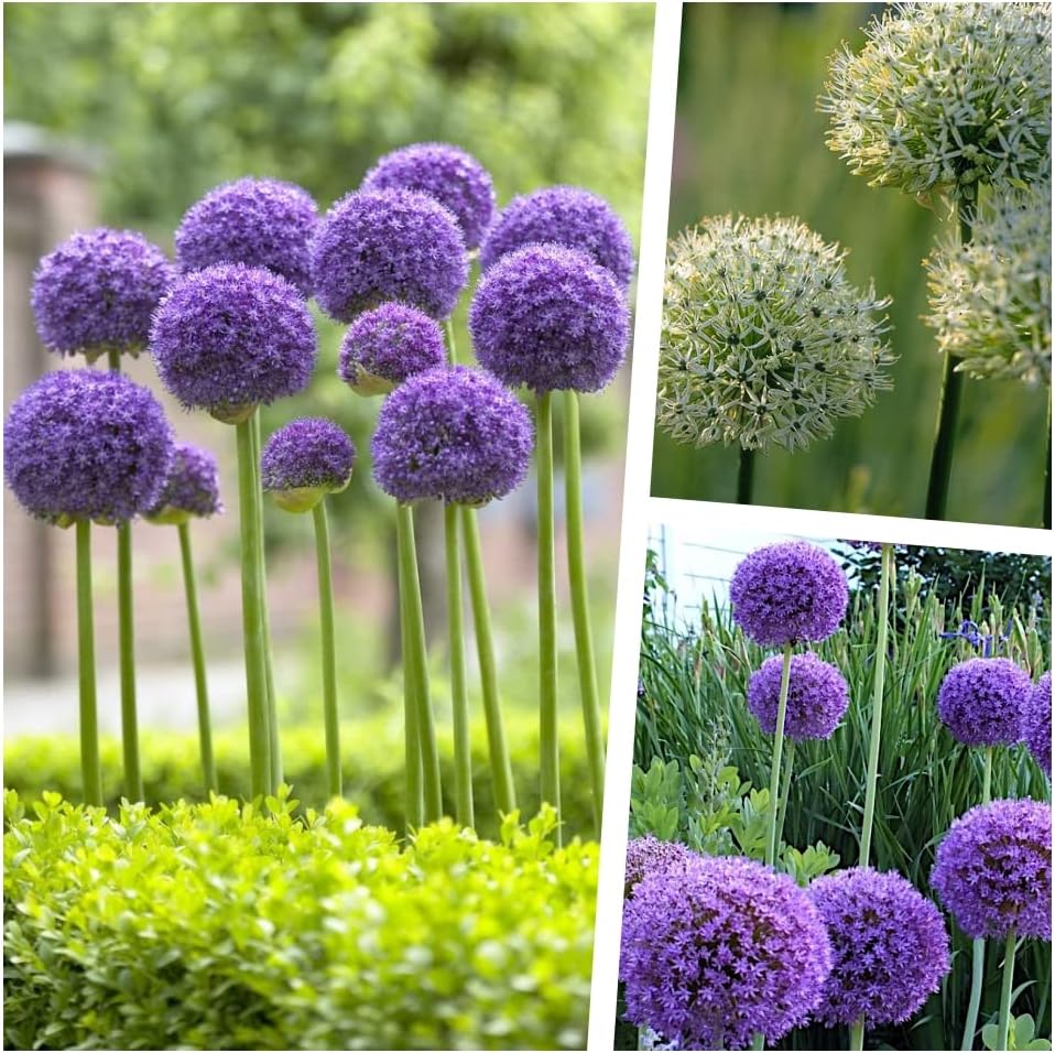 3 x Allium KOLLEKTION / Zierlauch