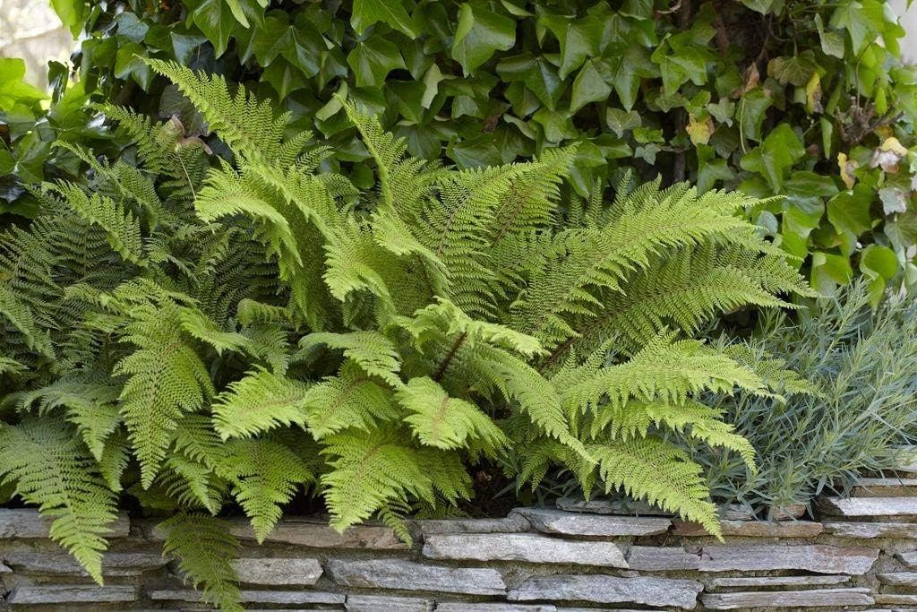 Polystichum setiferum 'Herrenhausen' / Filigranfarn