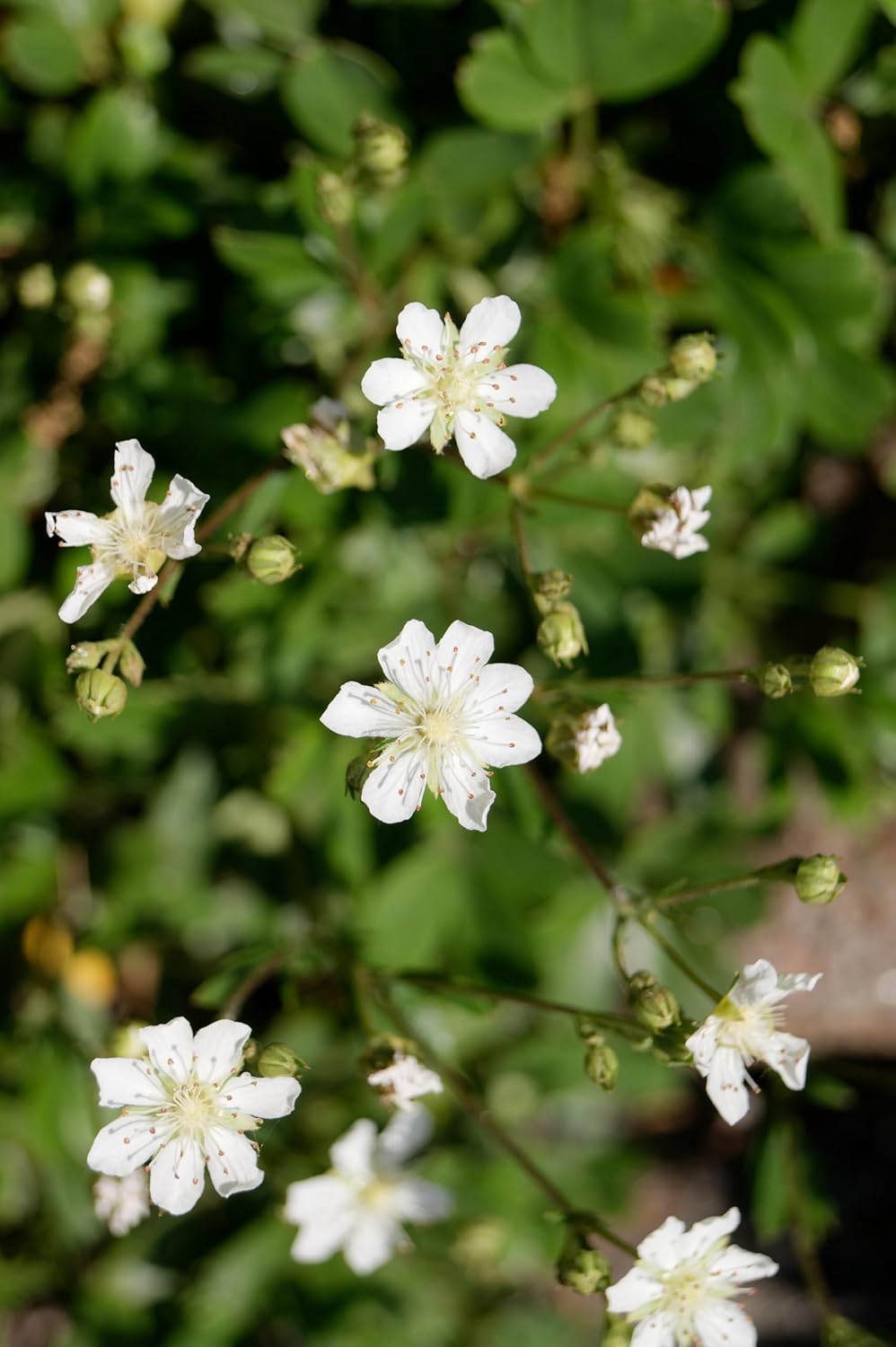 Potentilla tridentata 'Nuuk‘ / Teppich-Fingerkraut