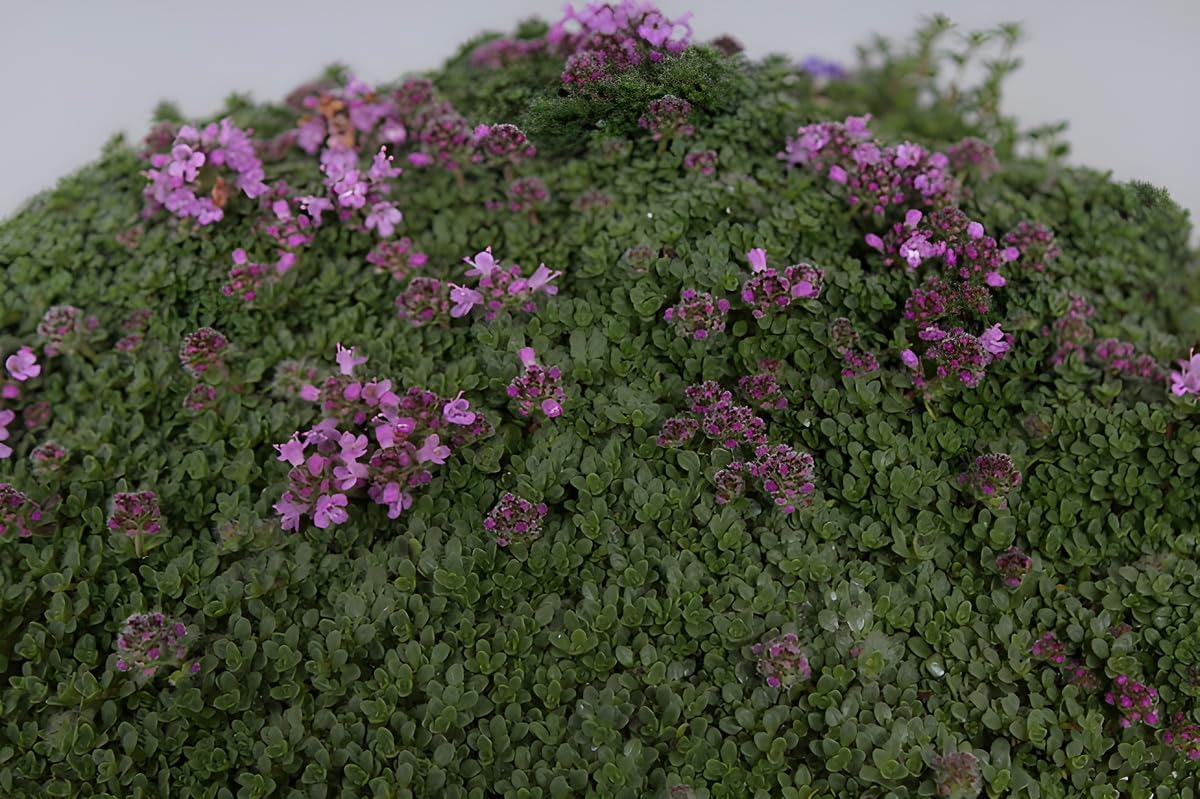 Thymus praecox 'Minor' / Kleiner Polsterthymian