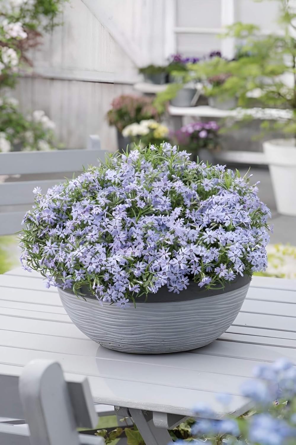 Phlox subulata 'Fabulous Blue Dark Center' / Polster-Phlox