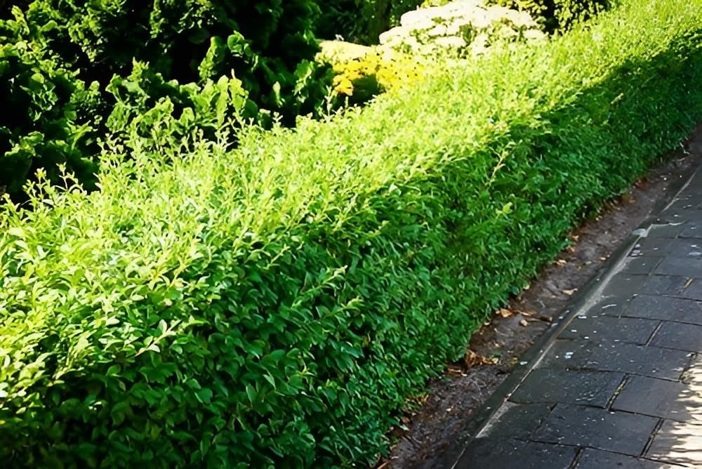 Ligustrum ovalifolium 'Green Diamond' / Ovalblättriger Liguster