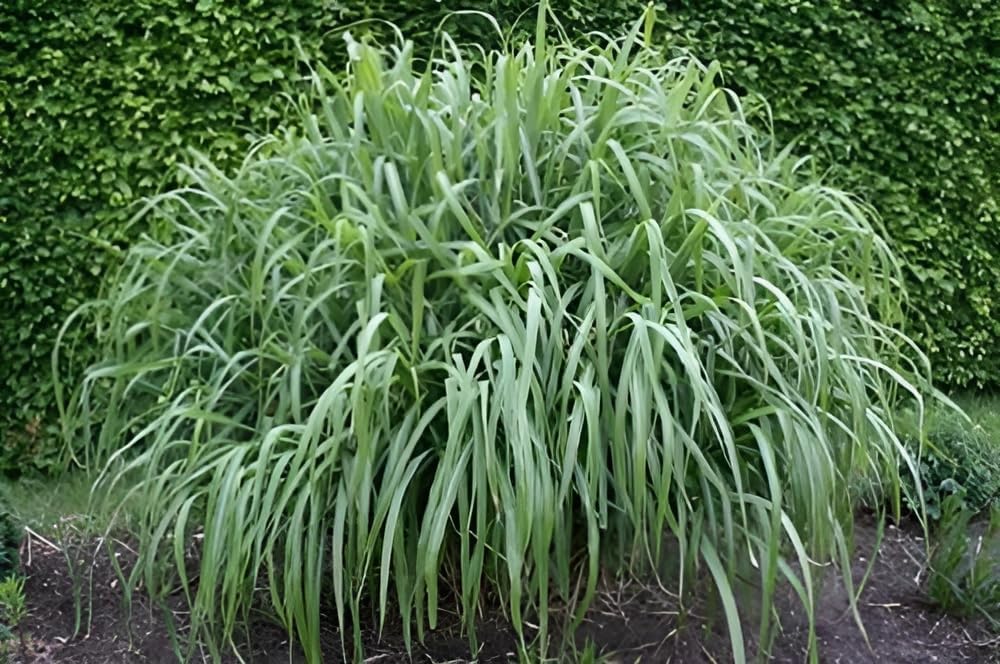 Miscanthus sinensis 'Nishidake' / Chinaschilf