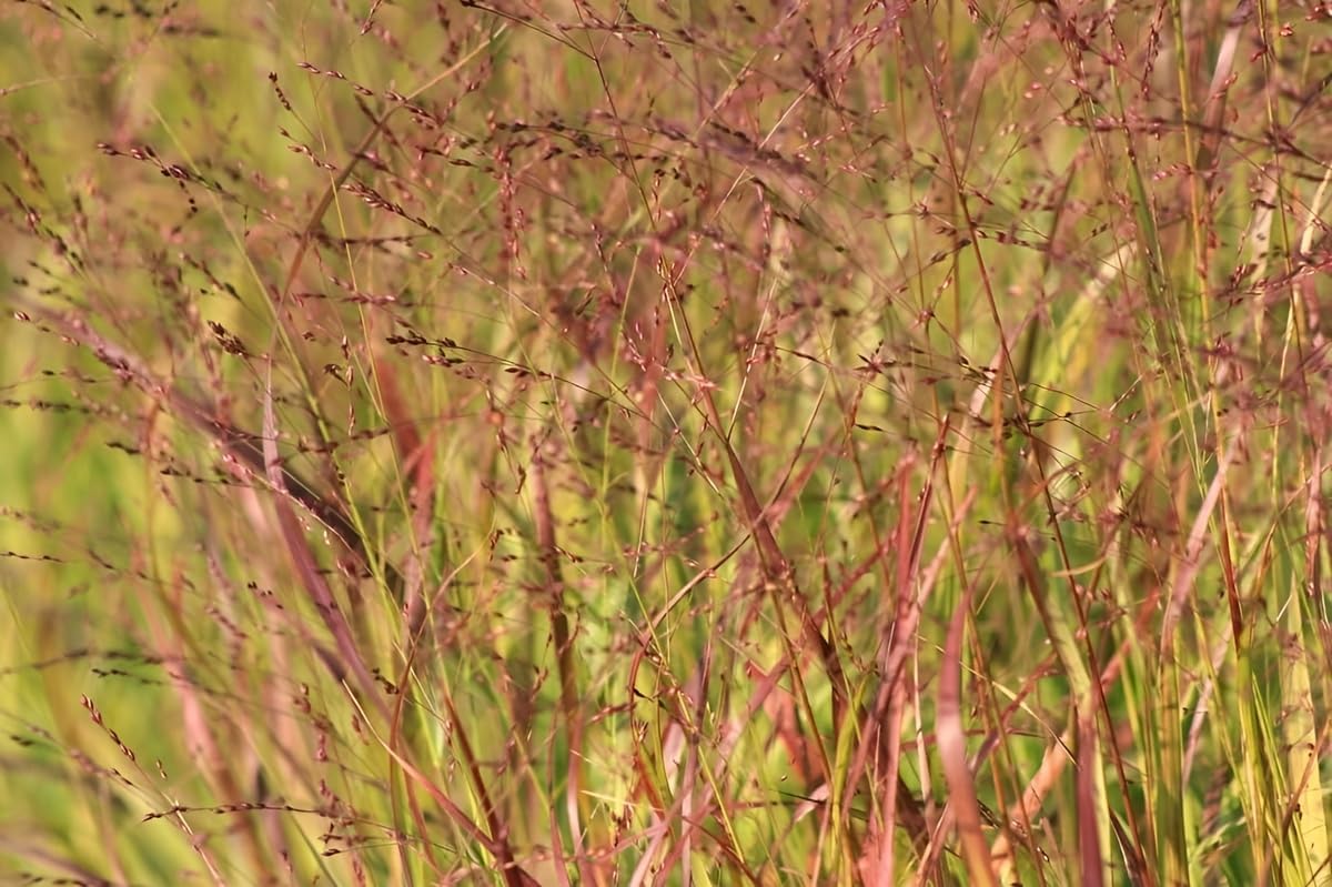 Panicum virgatum 'Rotstrahlbusch' / Rote Rutenhirse