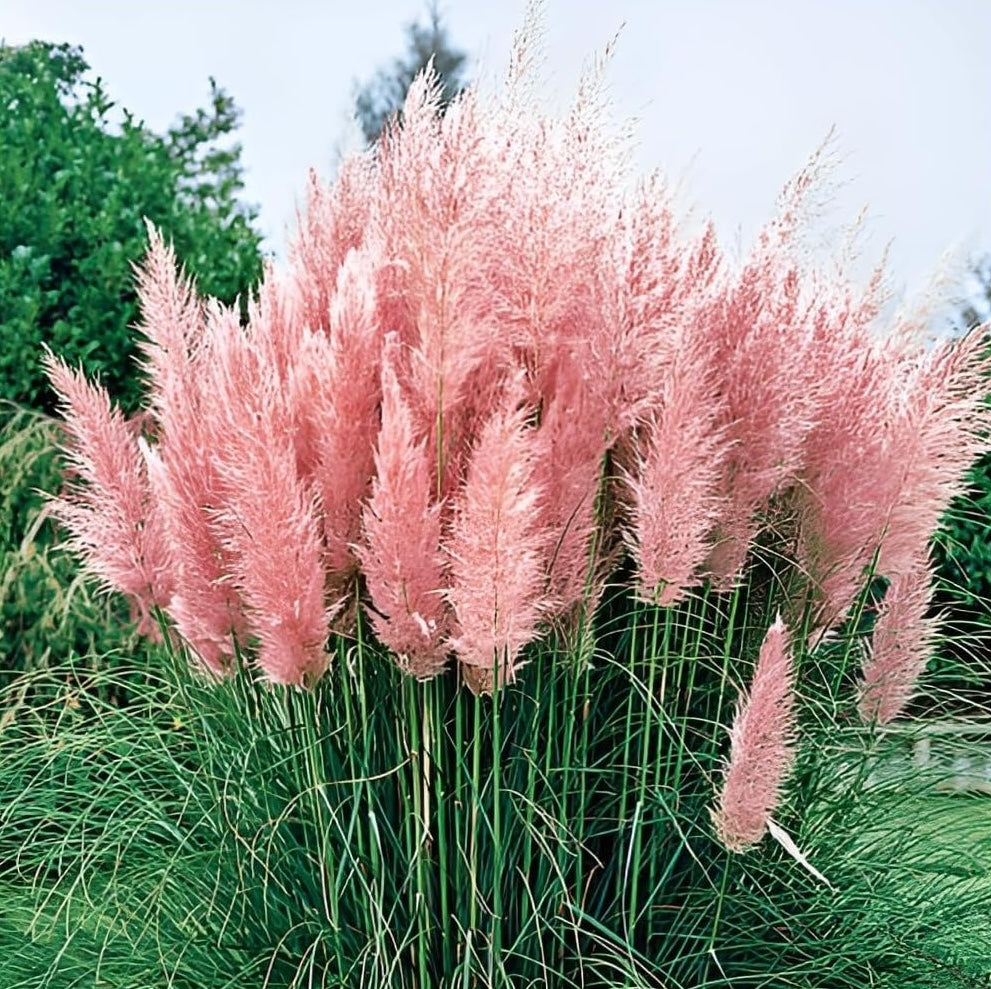 Cortaderia selloana ‚Rosea' / Rosa Pampasgras