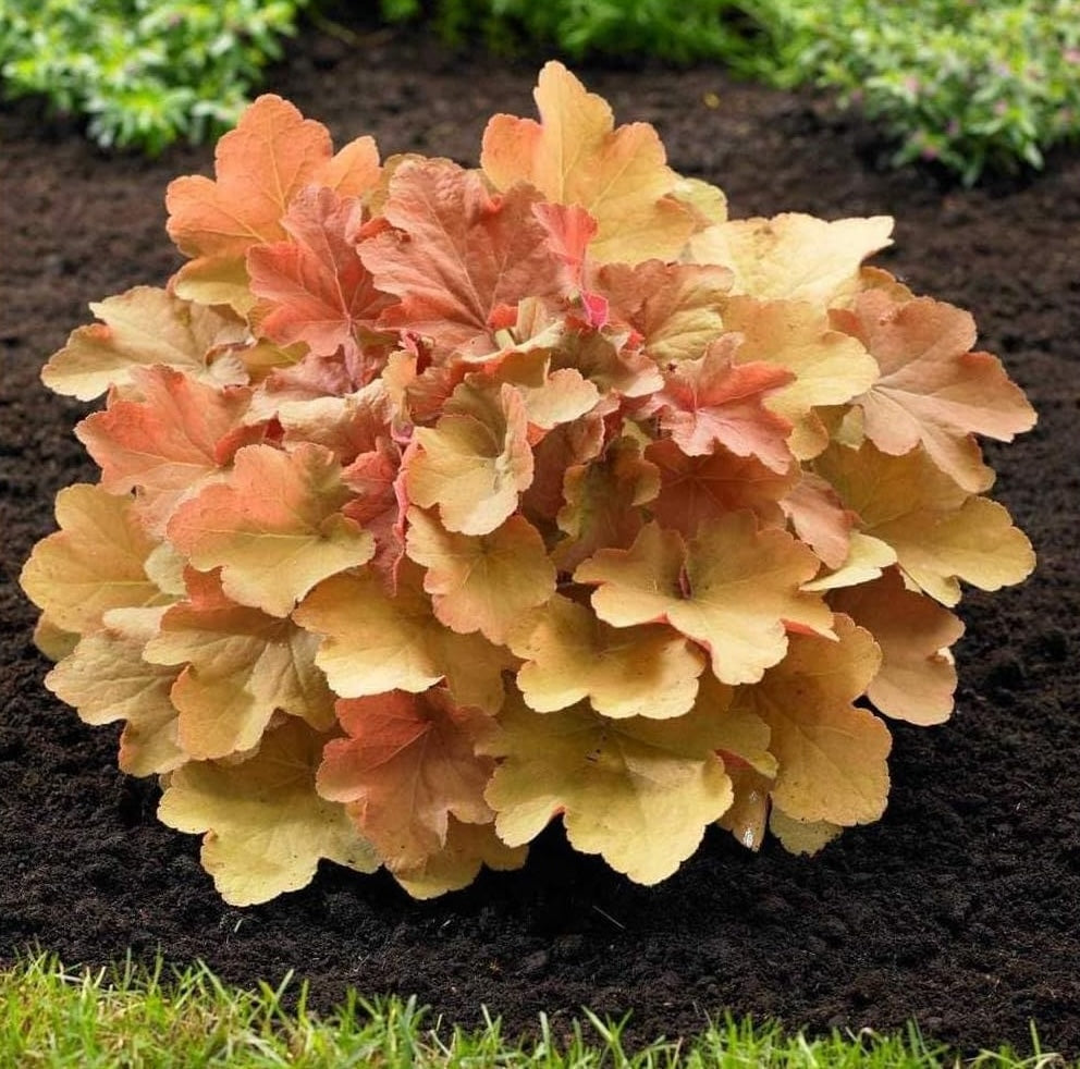 Heuchera Hybride 'Caramel' / Purpurglöckchen