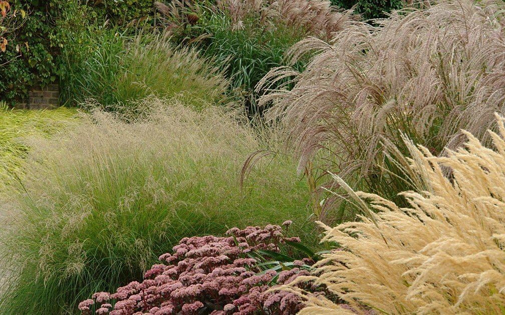Eragrostis curvula / Afrikanisches Liebesgras