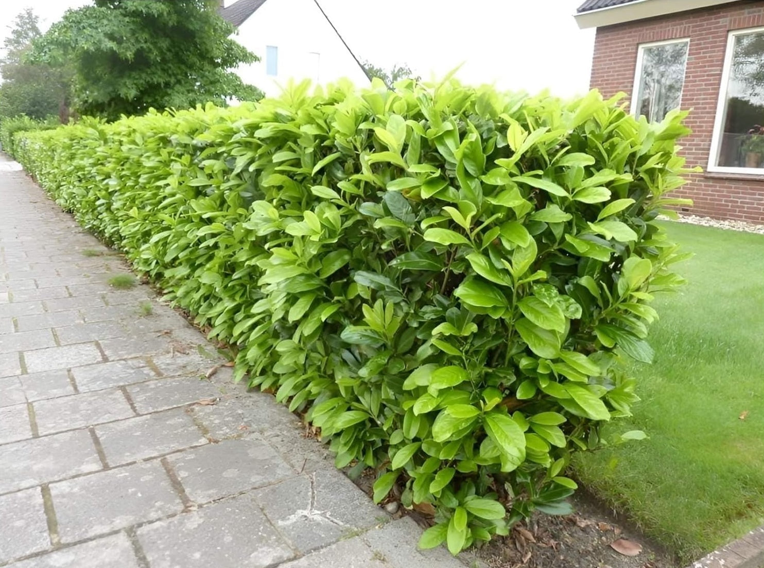 Prunus laurocerasus 'Novita' / Kirschlorbeer