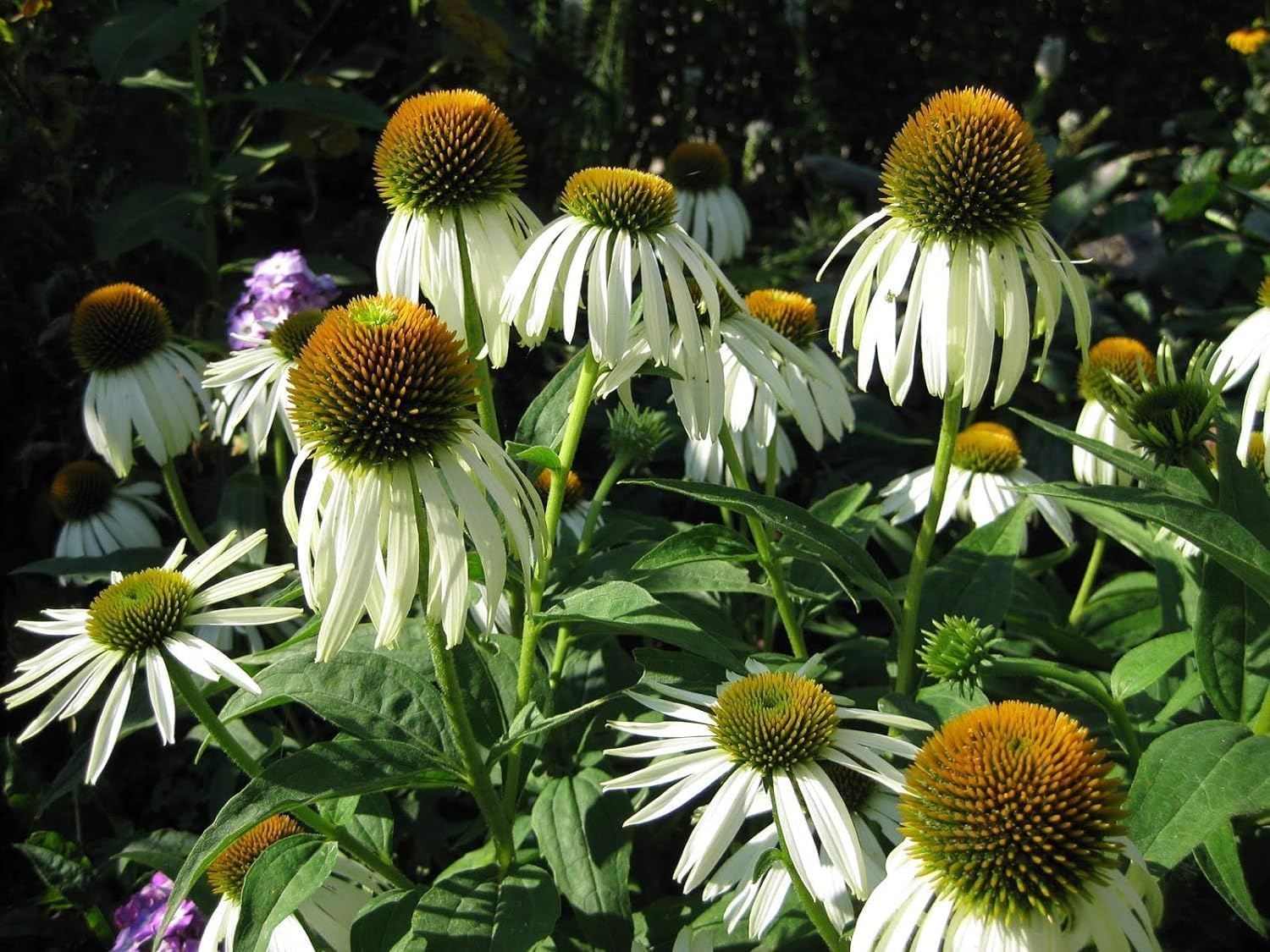 Echinacea purpurea 'PowWow White' / Scheinsonnenhut