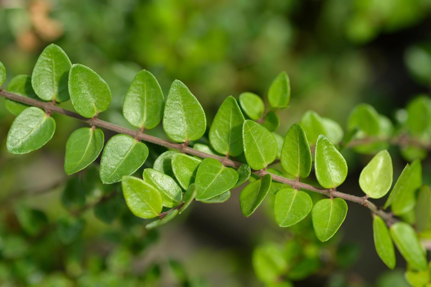 Lonicera nitida 'Elegant‘ / Heckenmyrthe
