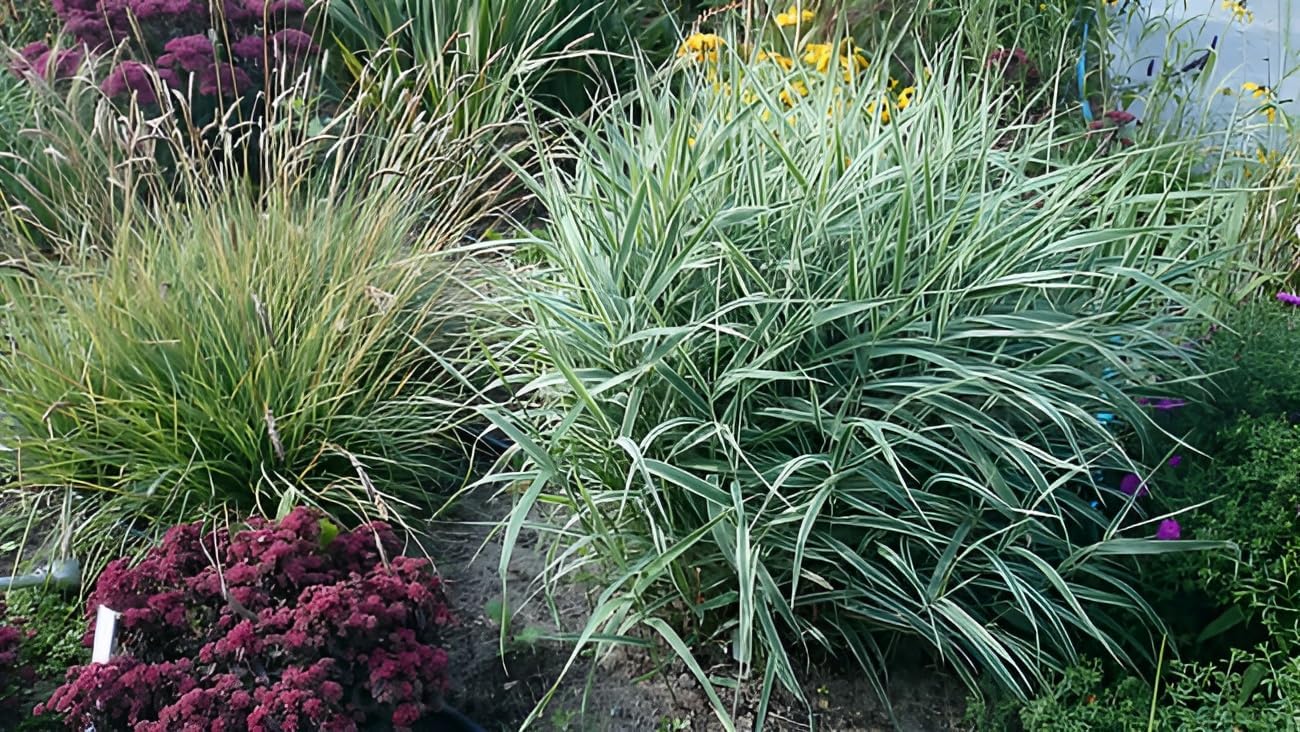 Phalaris arundnacea 'Picta‘ / Rohrglanzgras