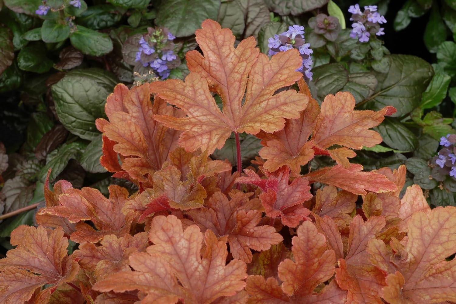 Heucherella Hybride 'Buttered Rum' / Purpurglöckchen
