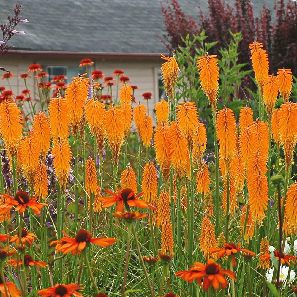 Kniphofia 'Mango Popsicle' / Orange Fackellilie - Tritome