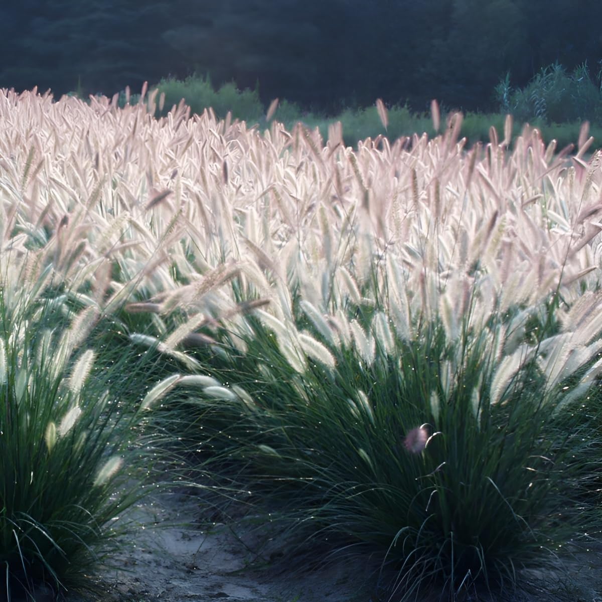 Pennisetum alopecuroides 'Foxrot' / Lampenputzergras
