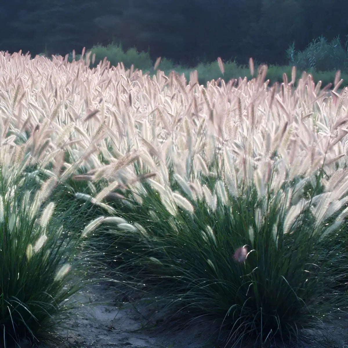 Ziergras Pennisetum alopecuroides 'Foxrot' mit buschigem Wuchs und braunen Fruchtständen, Stauden Gänge, Lampenputzergras