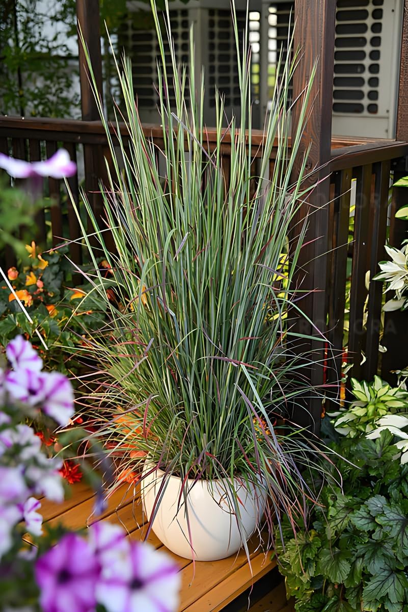 Schizachyrium scoparium 'Standing Ovation’ / Kleines Präriegras