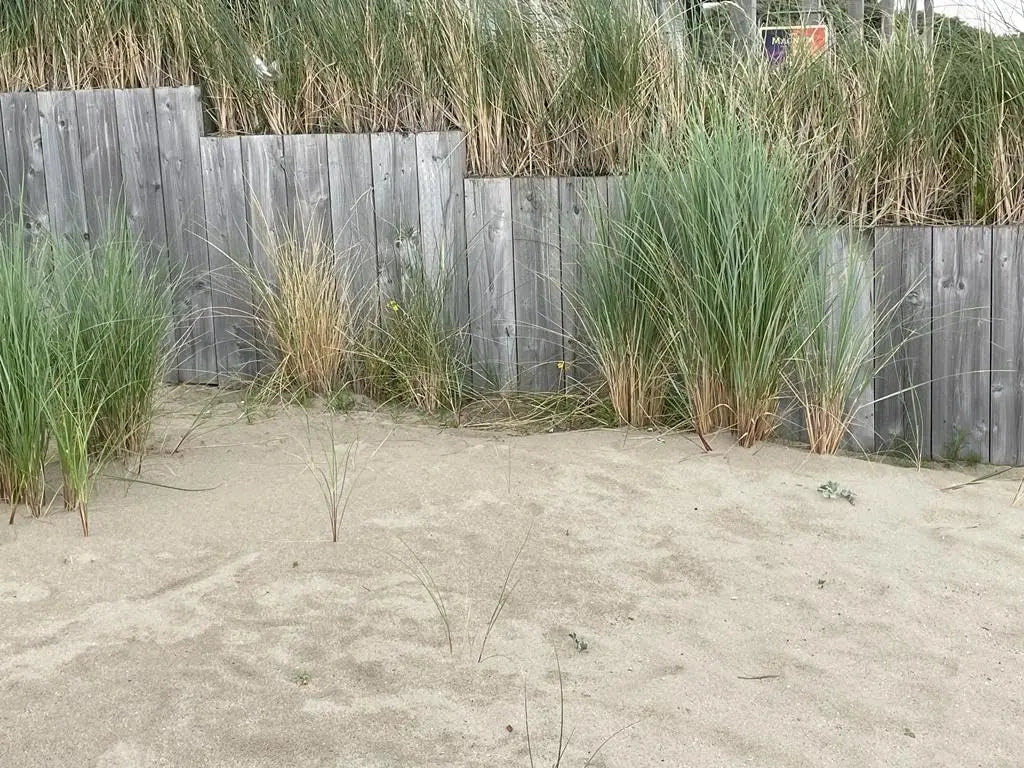 Ziergras Ammophila arenaria, Strandhafer, in XXL Topf, Stauden Gänge, grüne Halme, dekoratives Gartenpflanzenbild