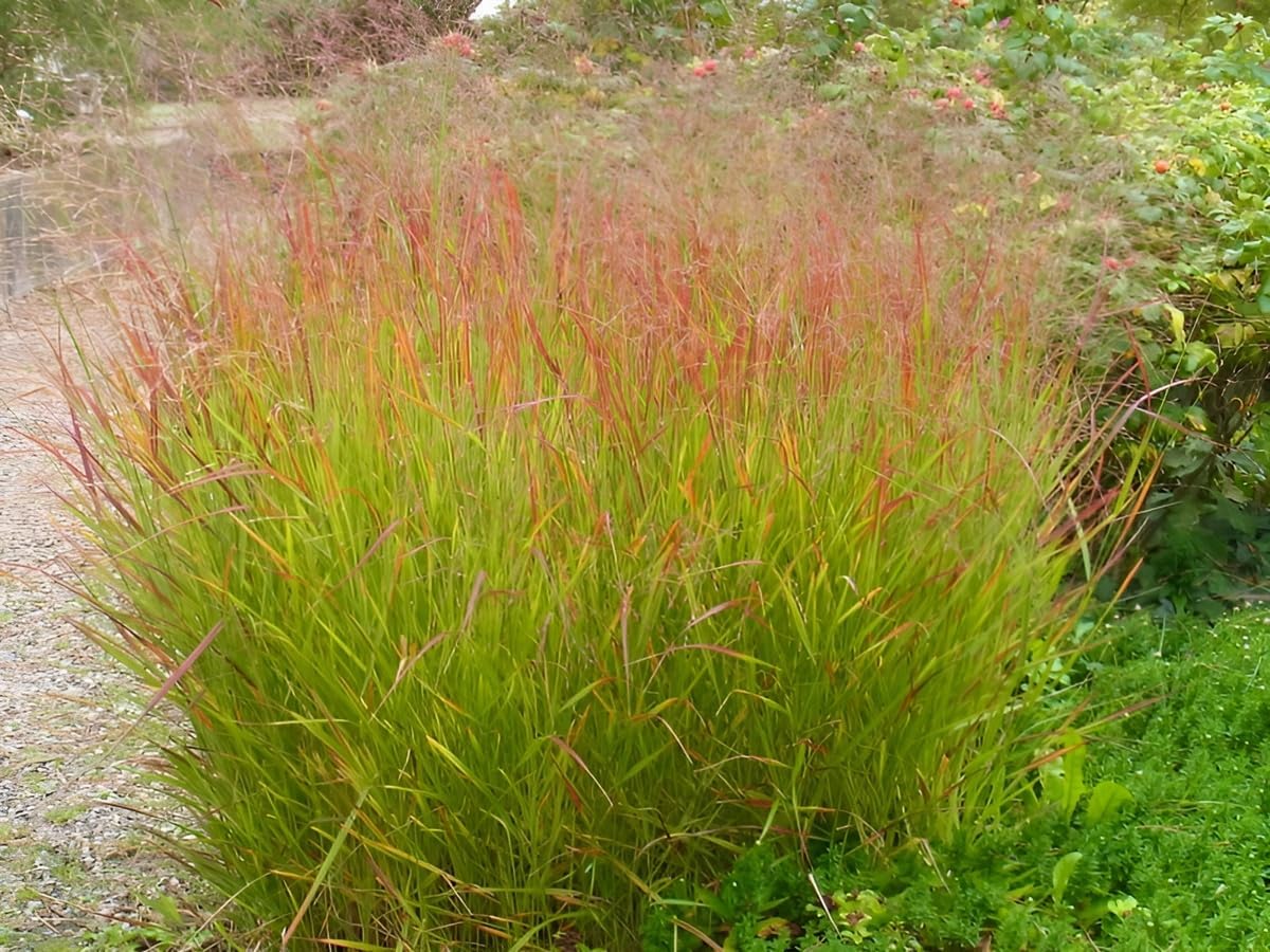 Panicum virgatum 'Rehbraun' / Rote Rutenhirse