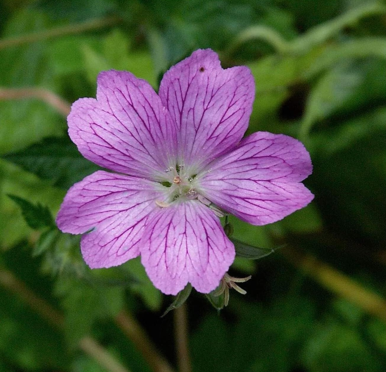 Geranium endressii / Pyrenäen-Storchschnabel