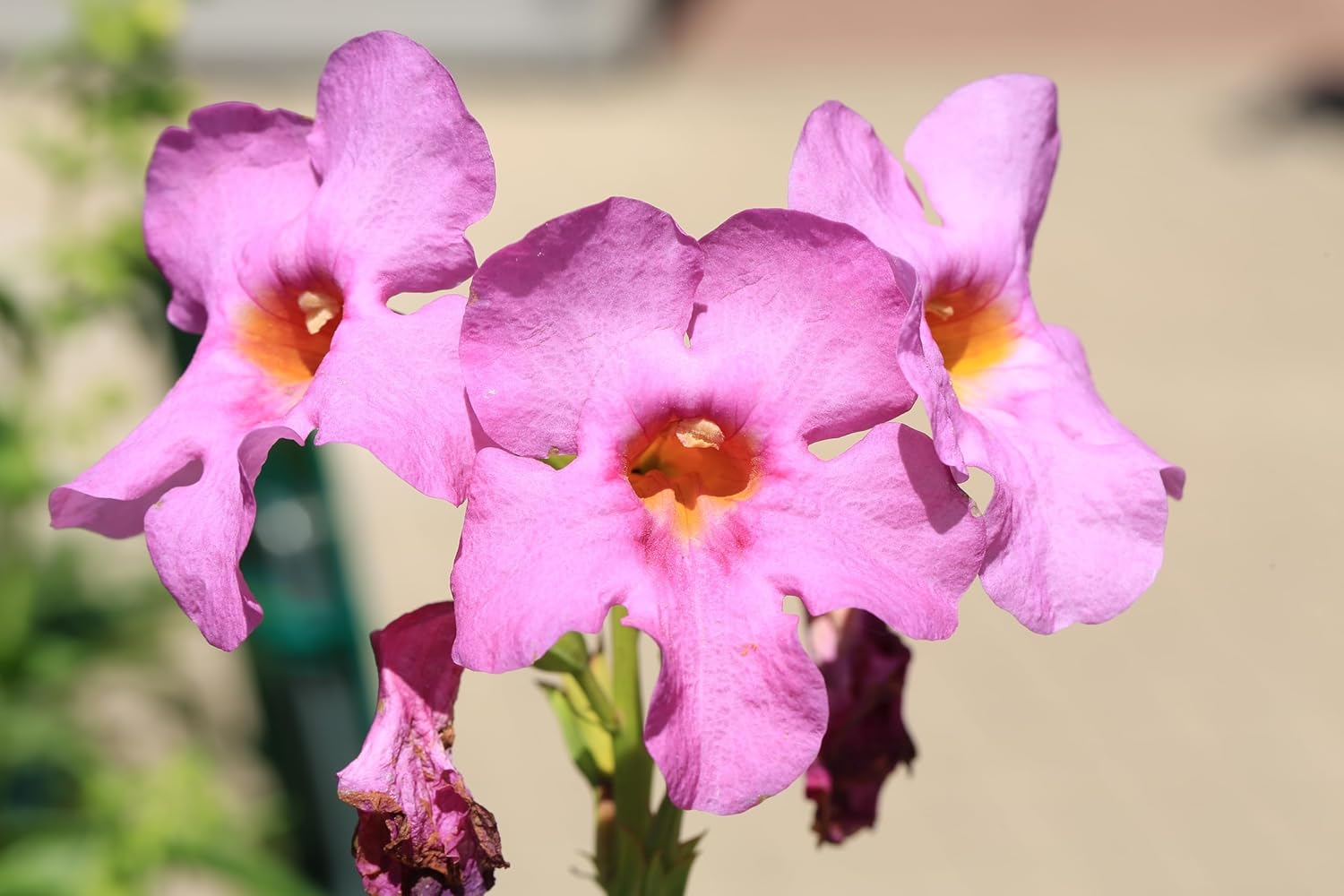 Incarvillea delavayi / Freilandgloxinie