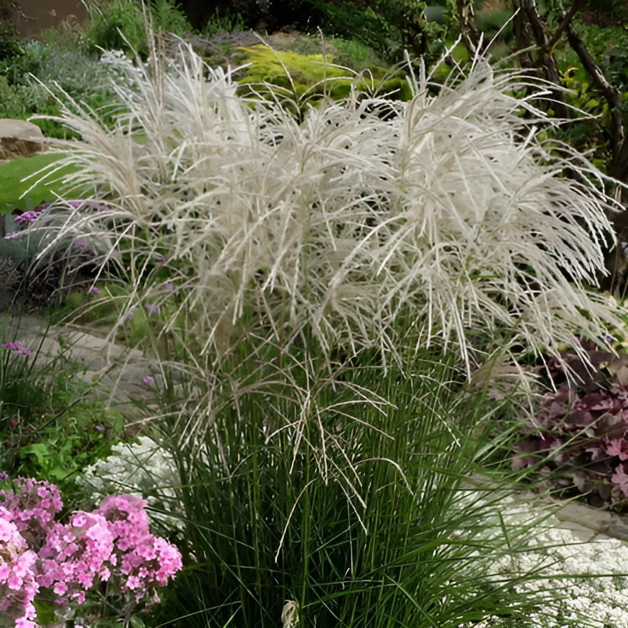 Miscanthus sinensis 'Champagner' / Weißes Chinaschilf