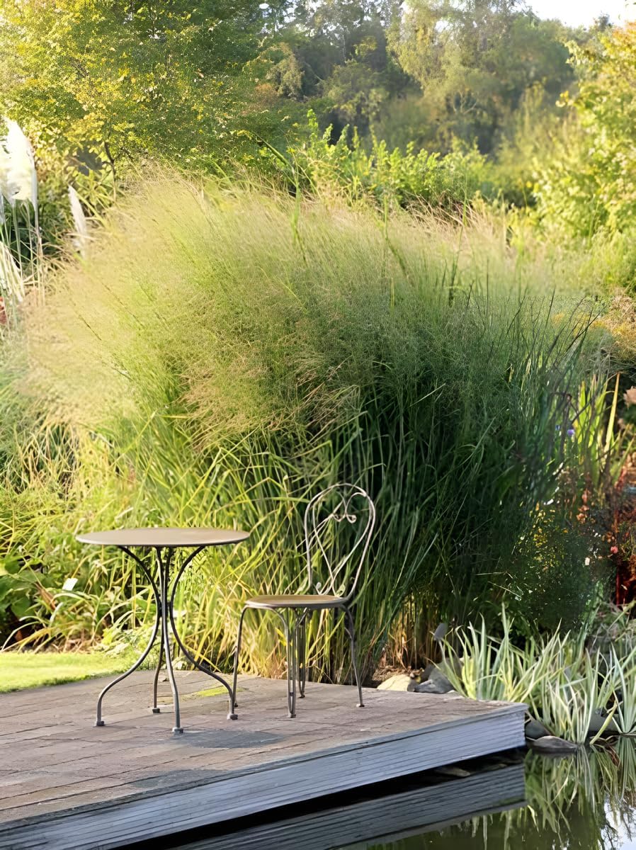 Panicum virgatum 'Cloud Nine' / Blaue Riesen Rutenhirse