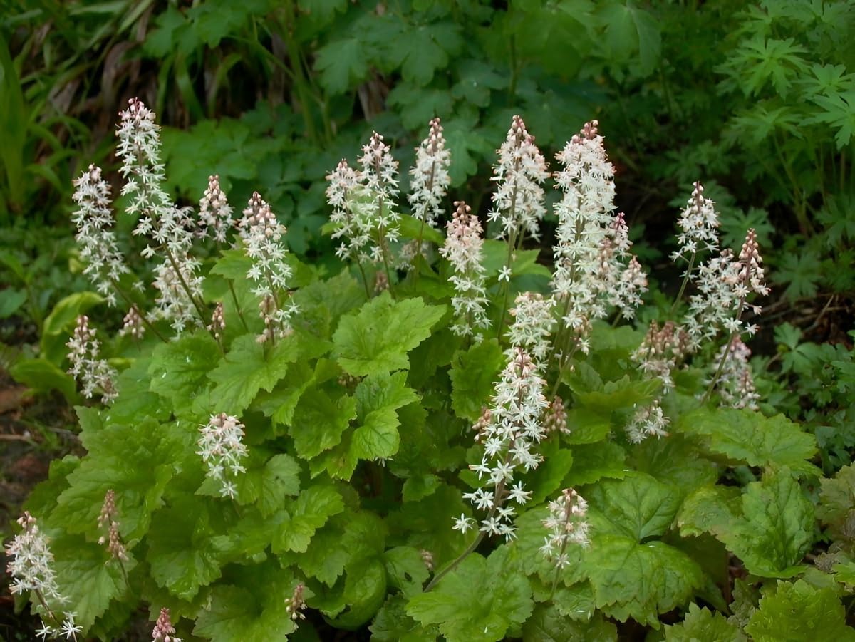 Tiarella cordifolia / Schaumblüte