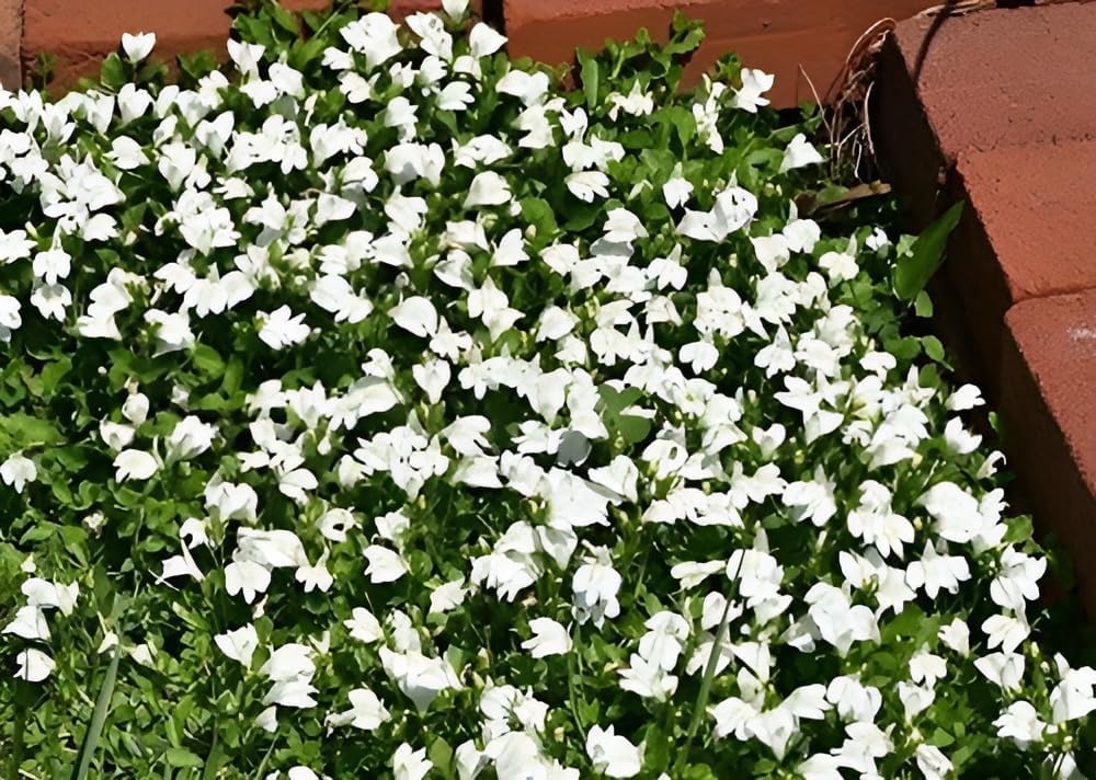 Mazus reptans 'Albus' / Weißes Lippenmäulchen