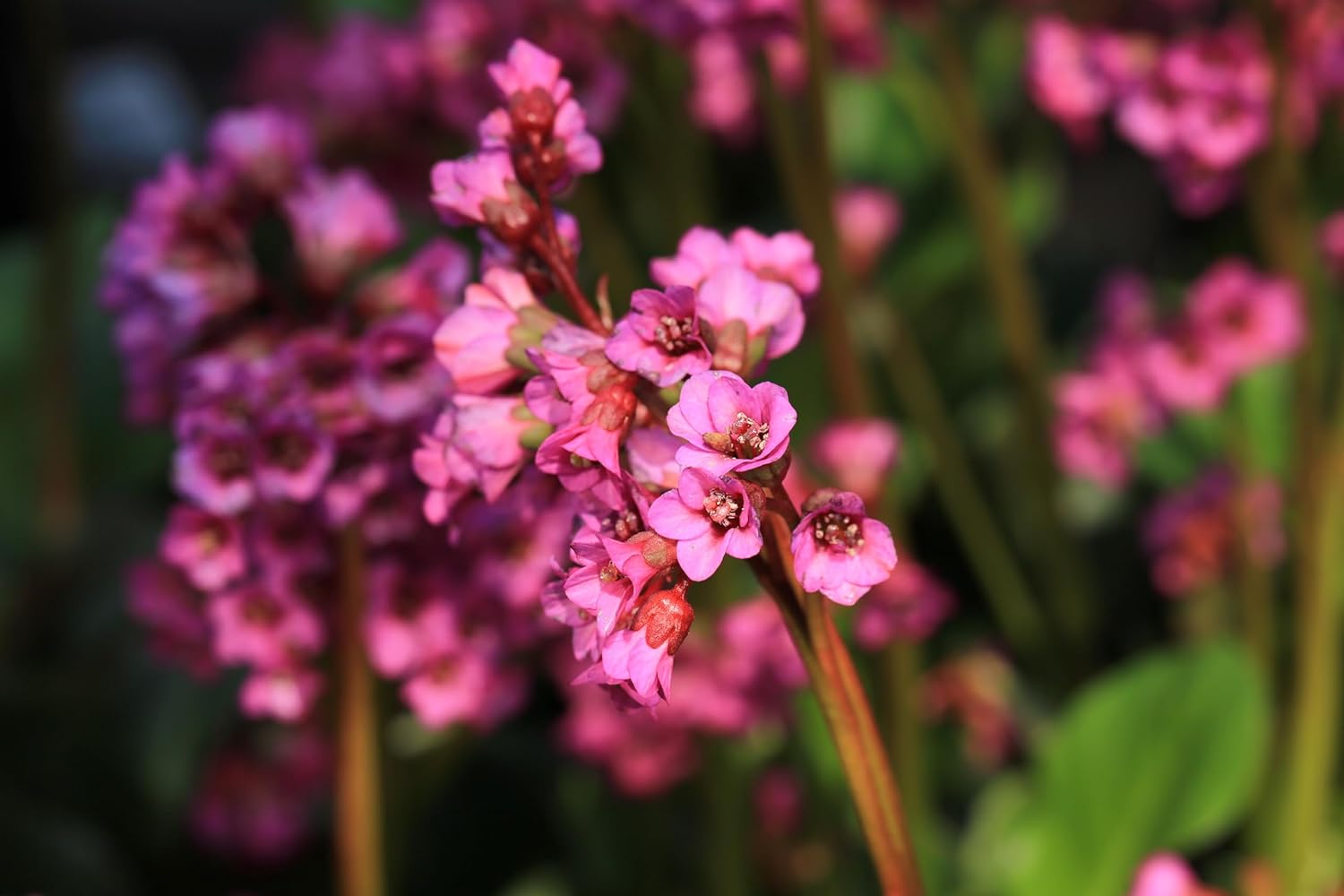 Bergenia cordifolia 'Erotica' / Bergenie